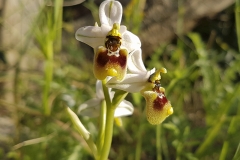 Ophrys © Annalisa Losacco